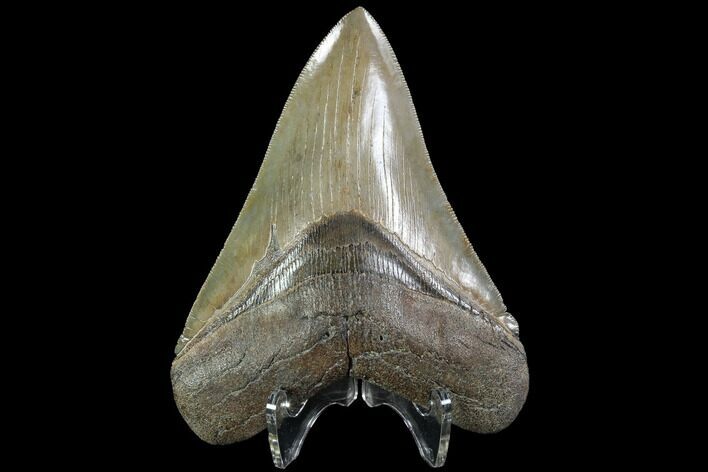 Serrated, Fossil Megalodon Tooth - Collector Quality #87085